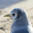 Mouette tridactyle peu farouche
